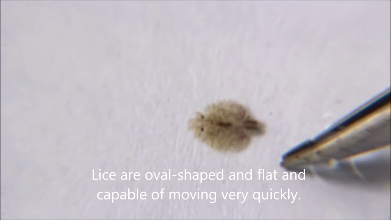 How Common Is Fish Lice?