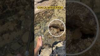 Pesca con mini caña en Asturias🐟 #pesca #calamar #sepia #chipirones
