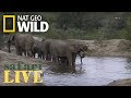 Safari Live - Day 101 | Nat Geo Wild