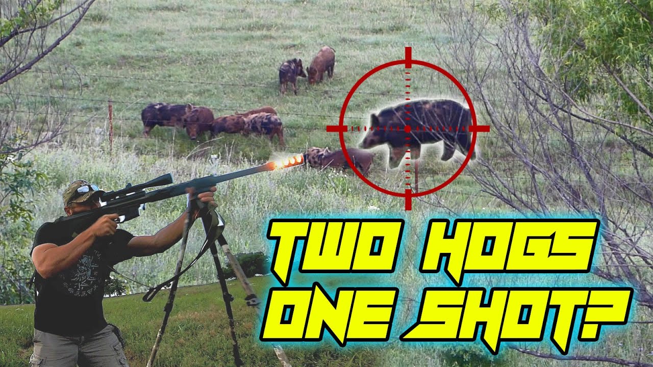 Hog Hunting with the 50 BMG! Ligamec Corp/Big Kahuna Guns Raptor 50