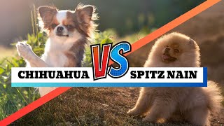 Différence entre un Spitz Nain et un Chihuahua : ✦ 100% #POMERANIAN #chihuahua #Loulou de Poméranie