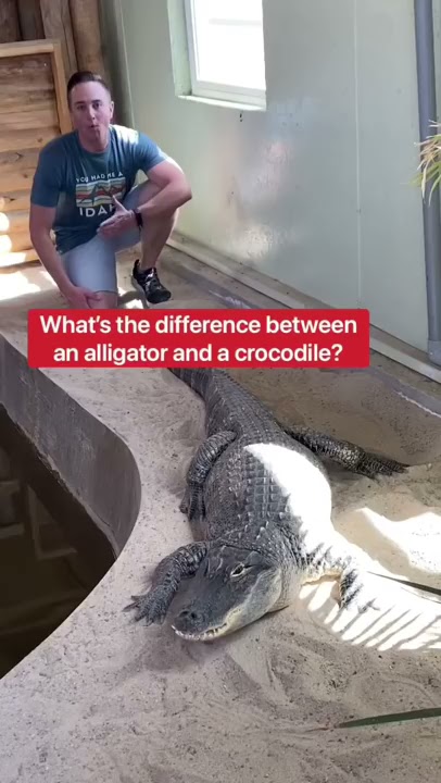 How To Tell The Difference Between An Alligator And A Crocodile!!! #shorts #alligator