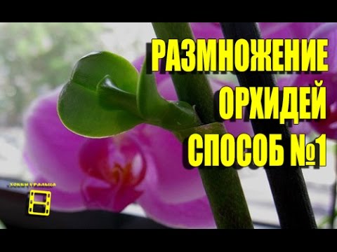 Видео: Orchid Keikis: Размножаване на орхидеи от Keikis