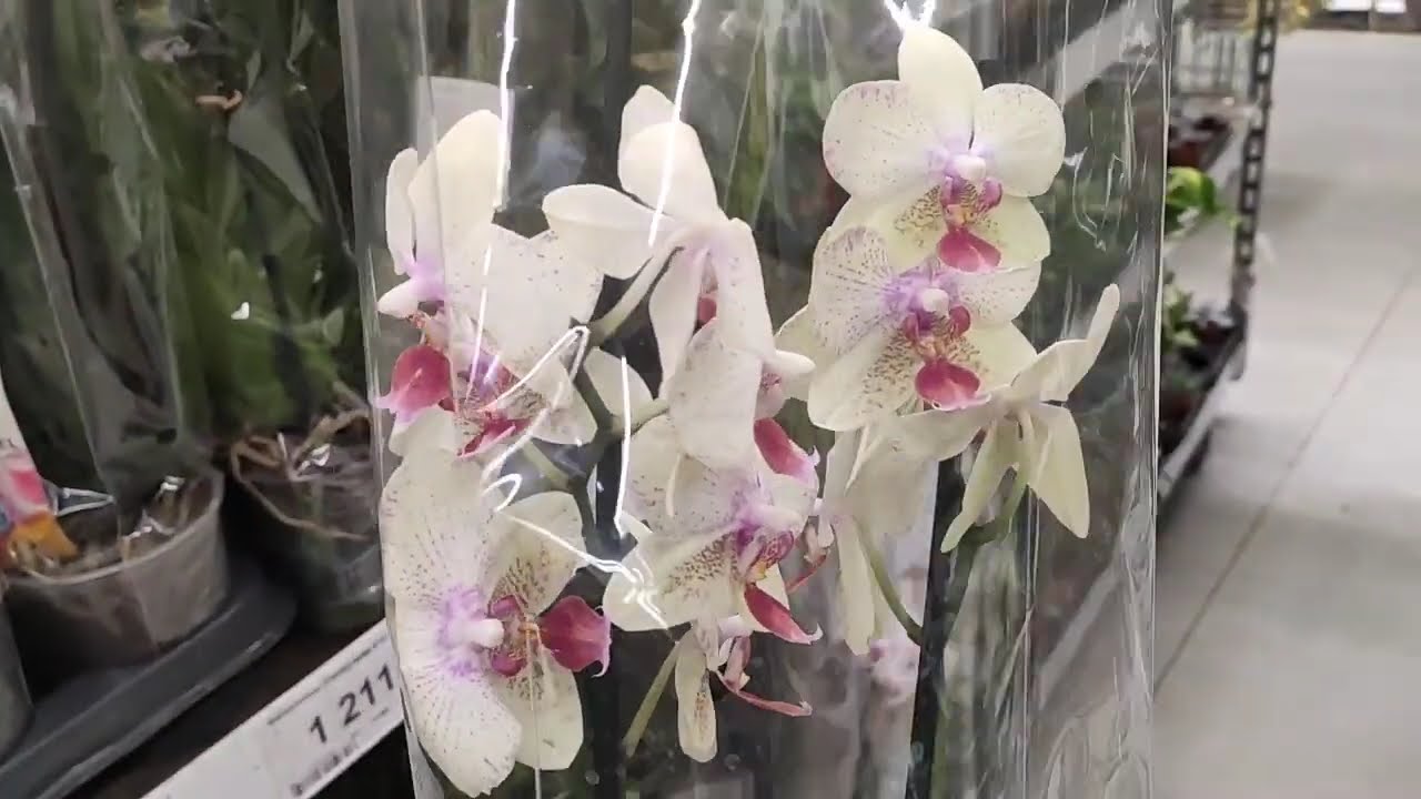 Небольшой завоз орхидей в Леруа Мерлен, 20.12.2020г, г. Волгоград ...