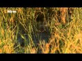 Historia de un perro salvaje