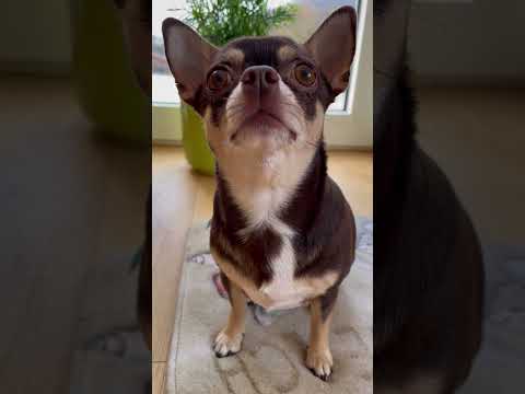 Video: Informacije o skrbi za Teacup Chihuahua