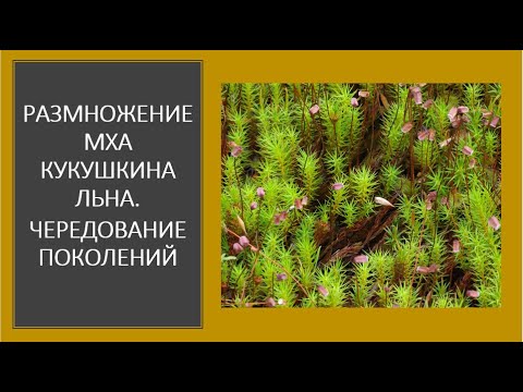 13.  Размножение мха кукушкина льна. Чередование поколений