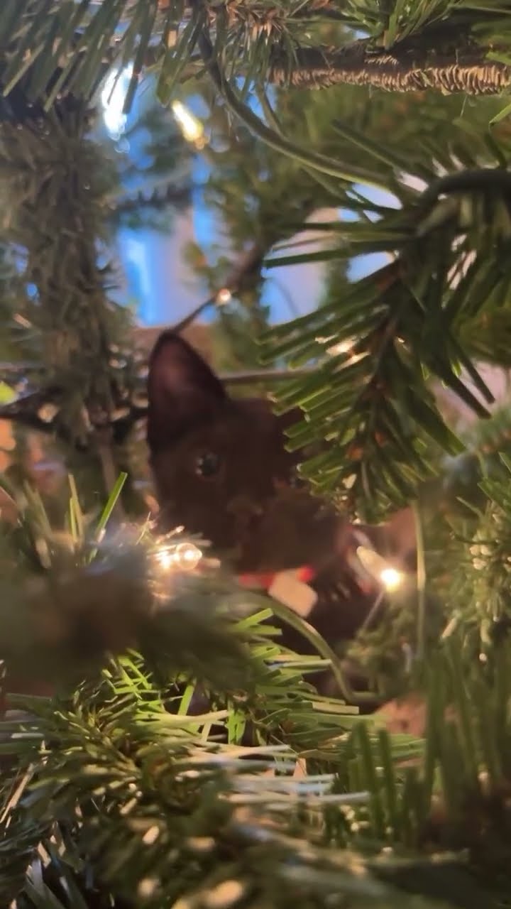 This be my first Christmas with a home! And there is a tree in the house! A TREE IN THE HOUSE!