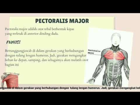 Video: Apa fungsi otot pektoralis minor?