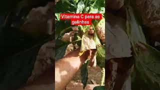 vitamina C para as galinhas #dicas
