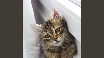 Contemporary Ambience for Mysterious Cat Behavior