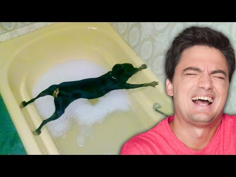 Vídeo: 12 exemplos hilários de lógica do cão