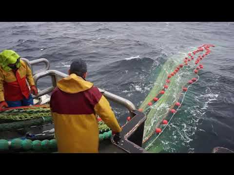 Video: Visdomene Med Vinterfiske