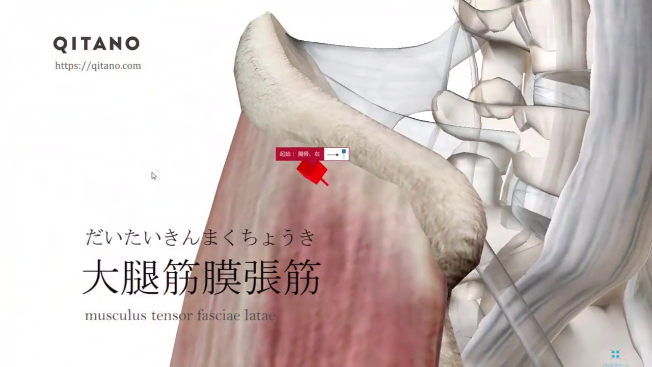 大腿筋膜張筋 だいたいきんまくちょうきん ストレッチ方法 起始停止 働き Qitano キタノ カラダづくりラボ