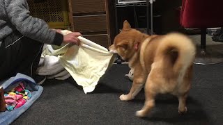 飼い主がベッド準備中にテンションが上がり邪魔してしまう柴犬　Shiba  got excited and disturbed  the owner who was making his bed.