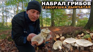 картинка: ГОВОРУШКА дымчатая набрал МНОГО грибов