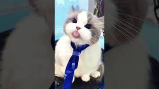 Imut Bgtt Siih Cingfansalisha cat fyourpage