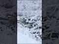 Karadeniz Ayder Yaylasın da Yoğun Kar ! #shorts #shortvideo