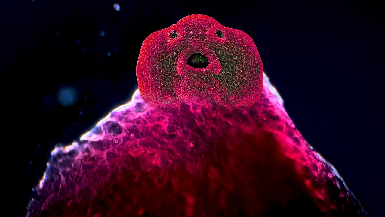 15 КРАСИВЫХ и ИНТЕРЕСНЫХ ПРЕДМЕТОВ, КОТОРЫЕ МОЖНО УВИДЕТЬ ТОЛЬКО ПОД МИКРОСКОПОМ