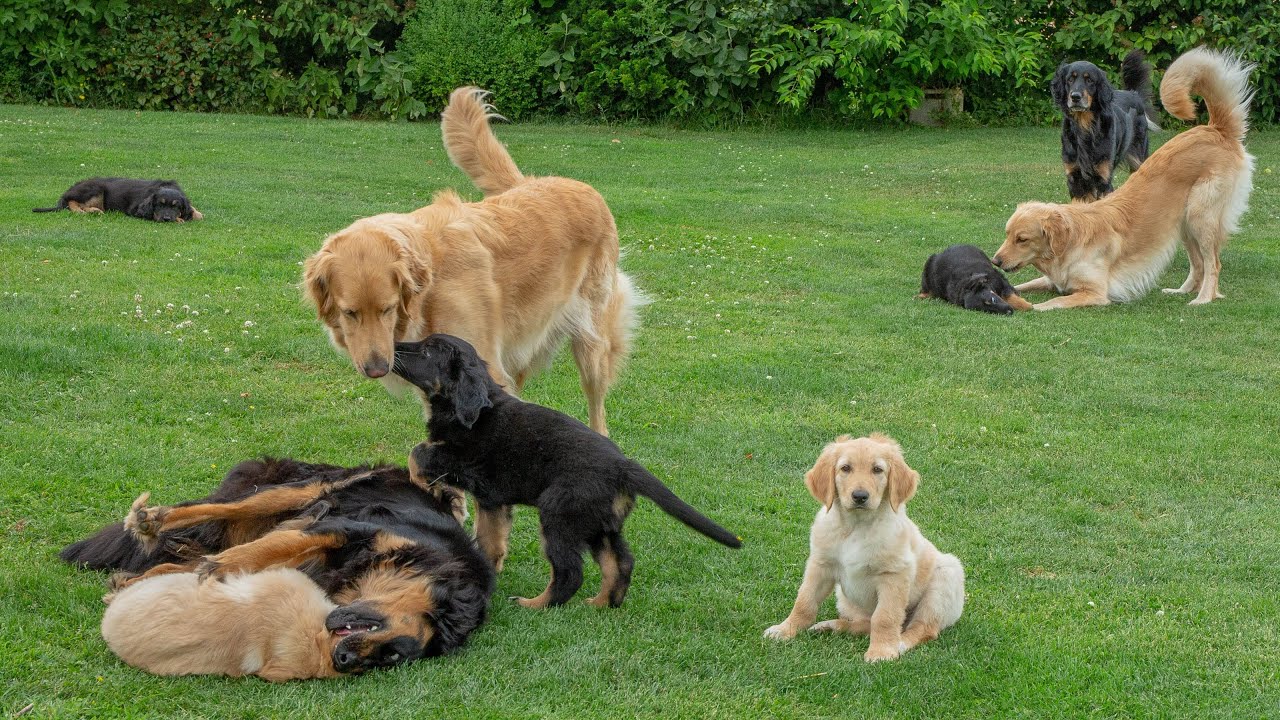 Welpen-Spiel und Prägung beim M-Wurf vom Düringer Moor