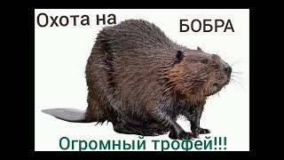 Охота на БОБРА с ружьём!!!