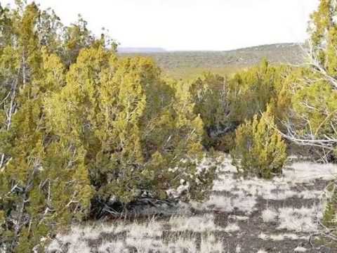 1214 Pierson Blvd, Show Low, AZ home video tour
