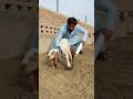 Gule Min Naag Gule Min Naag