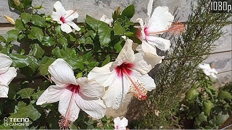 Tecno Camon 18 2K Video Samples