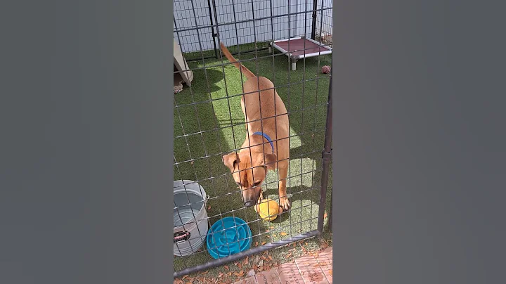 From Shelter to Forever Home 🏠🐶 | Adorable Shiba Mix Transformation