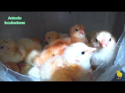 Chicken egg incubation process
