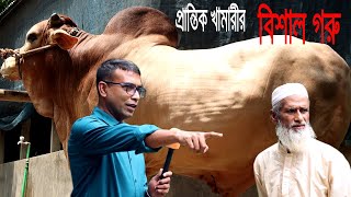 ঈদ ধামাকা ২০২২। ঈদ উপলক্ষে প্রান্তিক খামারী আলেপ চাচার পালন করা বিশাল বিশাল ষাঁড় গরু