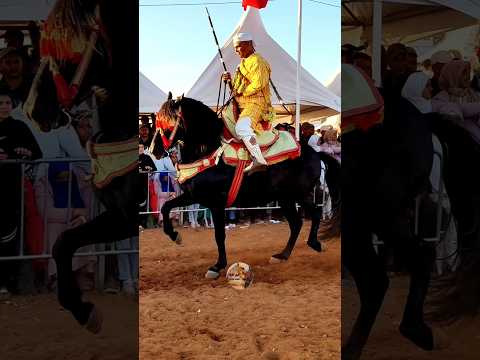 فحولة ملاح مشية ملكية