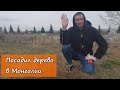 Посадил дерево в Монголии
