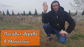 Посадил дерево в Монголии