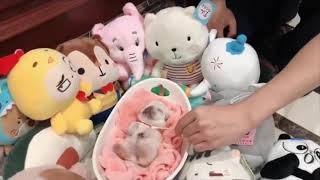 Baby Dogs   Cute and Funny Dog Videos Compilation #3   Aww Animals