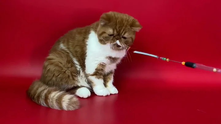 Video 4307761: exotic shorthair male kitten, white exotic shorthair kitten, exotic shorthair cattery, exotic shorthair red white
