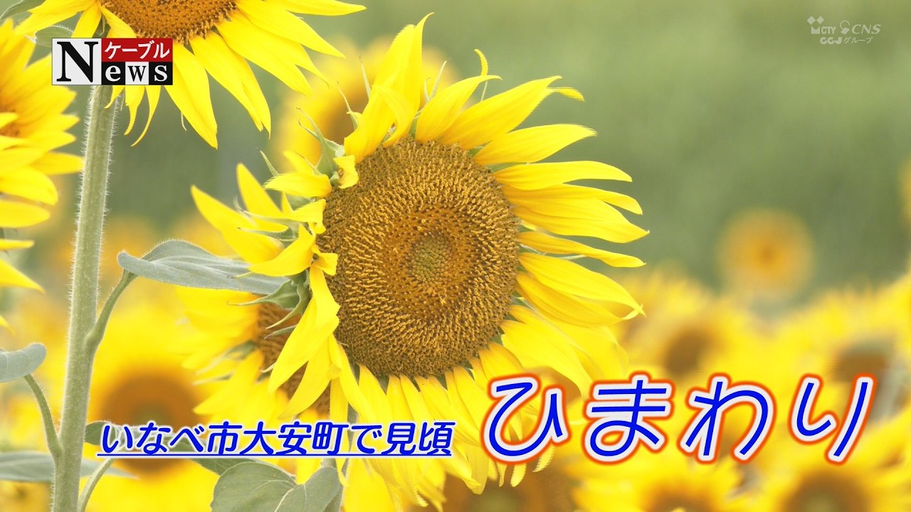ケーブルNews】満開のひまわり（8月10日放送） - YouTube
