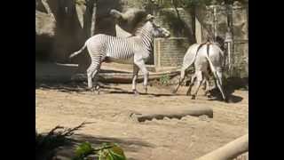 2 Female Zebras Fighting A Male Zebra At The San Diego Zoo