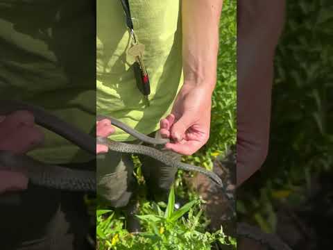Juvenile Blue Racer
