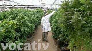 Israel Is Blazing A Trail In Medical Marijuana