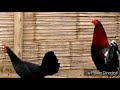 Origen y características del gallo español