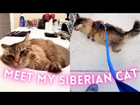 Video: Dzīve ar Sibīrijas kaķiem: mana pieredze ar adopciju