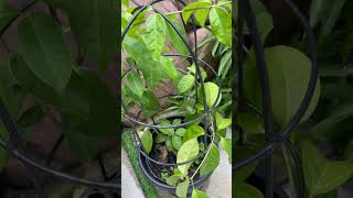 #garlicvine #greenlove #song #home