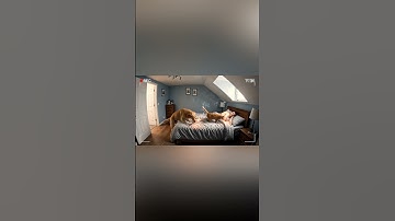 Prototype#04_12_Handheld Fireworks Birthday : Part II 🎇🐾 #ai #creature #fantasy