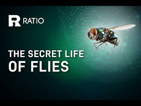 Dr. Erica McAlister: The Secret Life of Flies