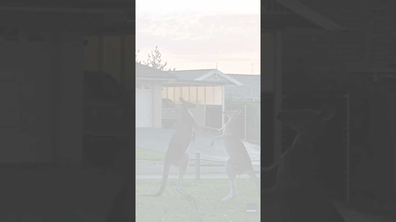 Watch: Kangaroos brawl while people picnic #Shorts