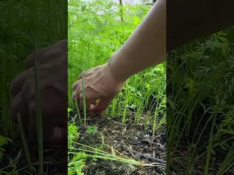 Vidéo: Cultiver des panais dans des rouleaux de papier toilette : comment faire pousser des panais droits dans le jardin