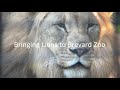 Bringing lions to brevard zoo