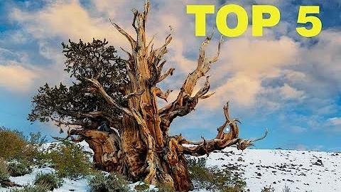 Quale è l'albero più antico del mondo?