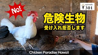 - order page - ニワトリチキン 楽天市場】叫ぶチキン おもしろおもちゃ びっくりする声 30cm